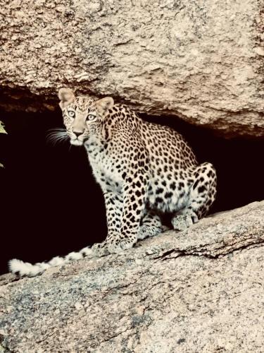 a leopard sitting on top of a rock at Rawla Bisalpur in Jawāi Bāndh