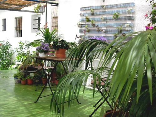 a patio with potted plants and a table with a lot of plants at Apartamentos Calypso in Punta Umbría