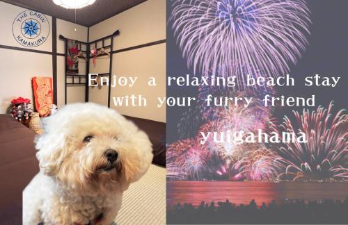 a white dog sitting in front of a fireworks display at ＊THE CABIN 鎌倉＊鎌倉エリア/寛ぎのレトロなお部屋/ワンちゃんOK in Kamakura