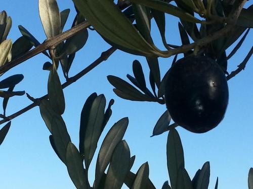 a black eggplant hanging from a tree branch at Vinofilia Wine Country Inn in Valle de Guadalupe
