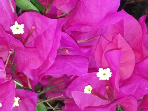 a group of pink flowers with white centers at Vinofilia Wine Country Inn in Valle de Guadalupe