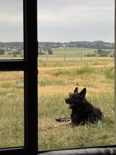 a dog sitting in the grass looking out a window at Agroturystyka Grodzisko in Lidzbark