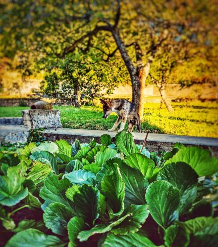 a cat walking in a garden with green plants at Casa El Rozado in Piedralaves