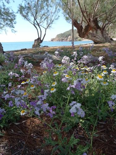 a field of flowers with the ocean in the background at Aggeliki's Beach Escape Above the Sea - Northern Chios in Límnos