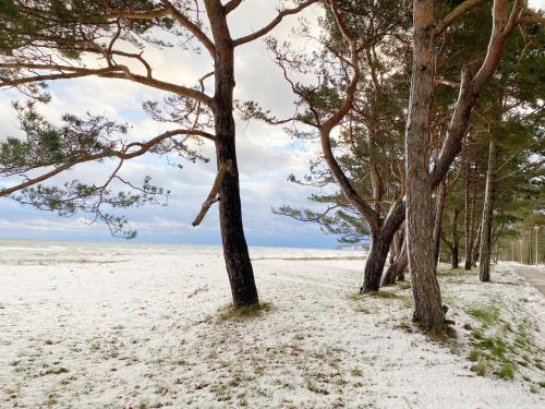 eine Reihe von Bäumen am Strand mit Schnee in der Unterkunft Villa Salus Whg 5 Auszeit - mit 2 Bädern und Balkon in Baabe
