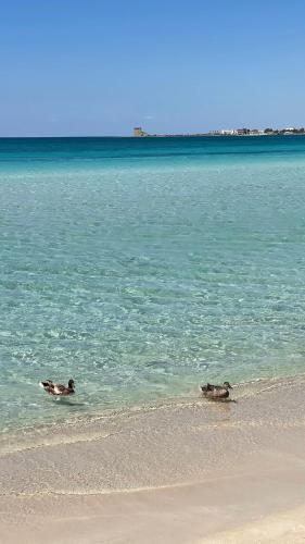 two ducks swimming in the water on the beach at Salento apartment in Torre Lapillo