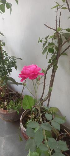 Taman di luar THUBE Saheb B&B
