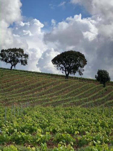 two trees in the middle of a field of crops at Casa Martins Country Apt 3 - Private parking & WiFi in Freiria