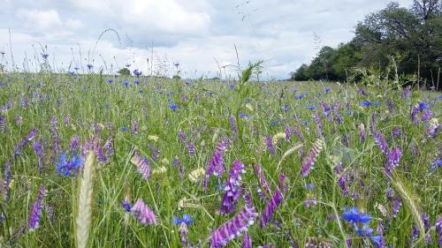 a field of purple and blue flowers in a field at Grand gite familial 5 chambres à Ally, dans le Cantal à côté de Salers in Ally