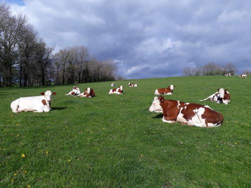 a herd of cows laying in a field of grass at Grand gite familial 5 chambres à Ally, dans le Cantal à côté de Salers in Ally