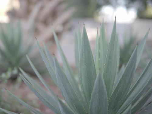 a close up of a green plant at Insolam Accommodation in Mokopane