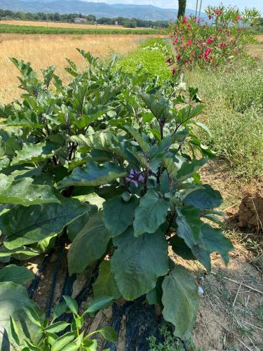 a plant with green leaves and purple flowers in a field at Borgo Iris in Pietraia
