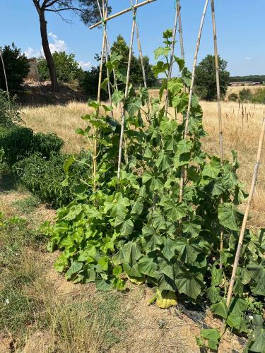 a green plant is growing in a field at Borgo Iris in Pietraia