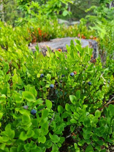 Gärdsholmens Skärgårdshemman "Boken"にある庭