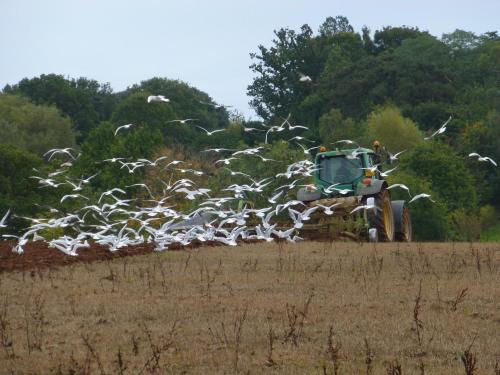 a flock of birds flying in front of a tractor at Courtbrook Farm in Exeter