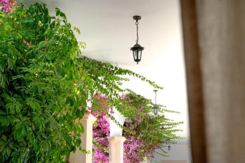Taman di luar Masseria San Biagio