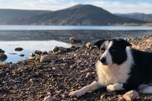 a black and white dog laying on a rocky beach at Gites au Cœur de la Nature, Piscine et Vue sur le Lac du Salagou in Le Puech
