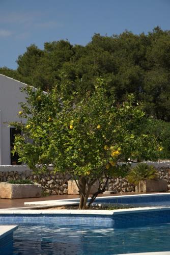 a lemon tree sitting next to a swimming pool at Agroturismo Binissafullet Vell in Sant Lluis