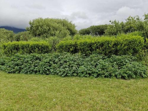 a hedge with green plants in a field at Villa Rose - Sleeps 2 & Stunning Seaside Views in Cahersiveen