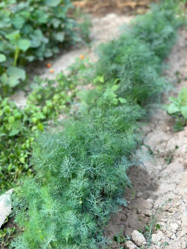 a patch of green plants on a dirt road at Guest House NAZIRA in Kazarman