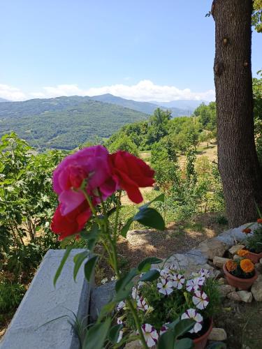 a pink rose sitting on top of a stone bench at That's amore - l'incanto della valle 