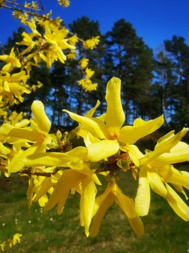a group of yellow flowers on a tree at STEAMER-2a in Roja
