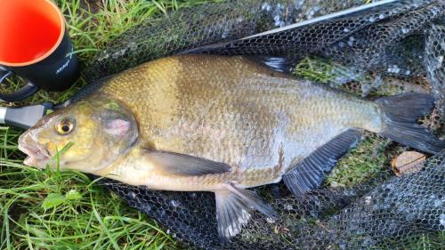 a fish sitting on top of a net at Piotiwo D3 