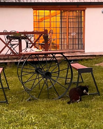 a dog sitting under a picnic table in the grass at Hnameni Bovadzor Lodge in Maksim Gorʼkiy