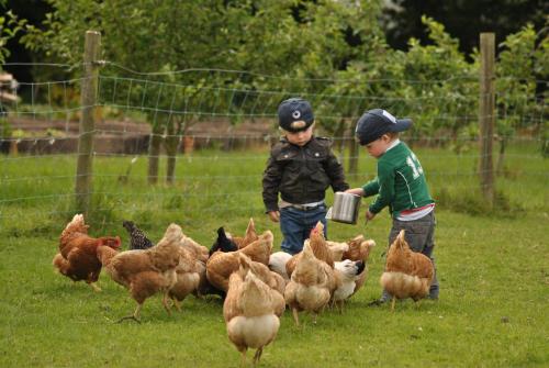 two young boys feeding chickens in a field at Killiane Castle Country House & Farm in Wexford
