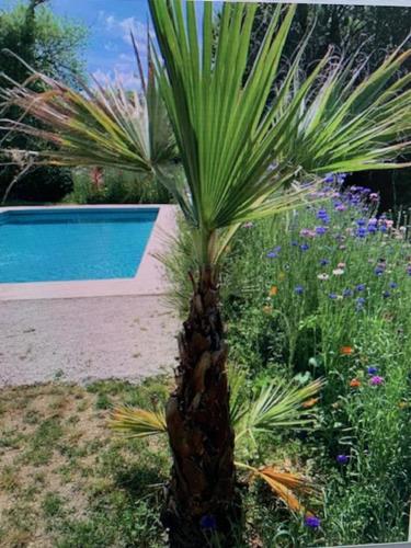 un palmier dans un jardin à côté d'une piscine dans l'établissement Maison, vue et piscine privée avec ouverture septembre à côté de Sarlat, à Bézenac