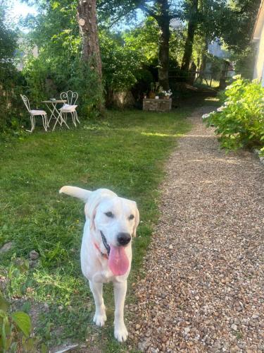 a dog with its tongue out standing in a yard at Halte dans le Perche 
