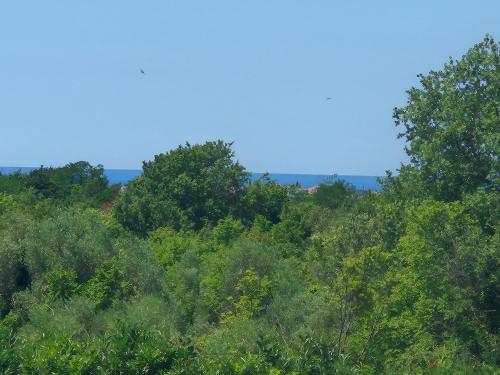 a forest filled with lots of green trees at Villa Katarina in Vilanija