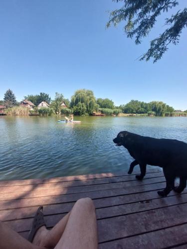 a black dog walking on a dock near a body of water at Árnyas Part Vendégház in Gyomaendrőd
