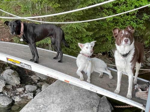 a group of three dogs standing on a ladder at Island Aframe Adventure in Monmouth
