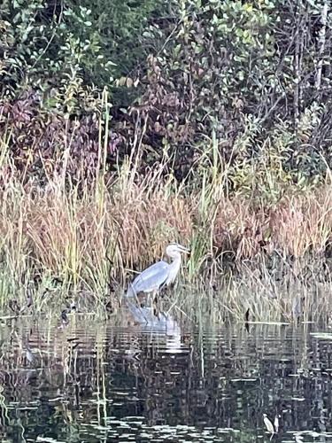 a bird standing in the water next to some grass at Island Aframe Adventure in Monmouth