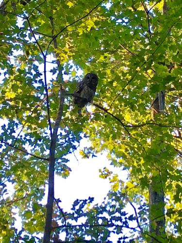 an owl is sitting in a tree at Island Aframe Adventure in Monmouth