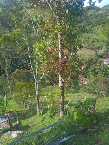 a tree in a field with a fence at HOSPEDAJE MARIN in Concepción