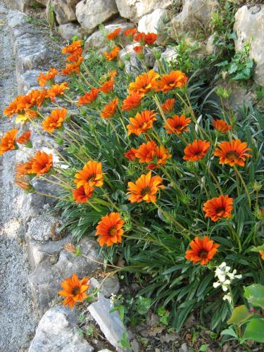a bunch of orange flowers in a garden at Adria Apartments in Podgora