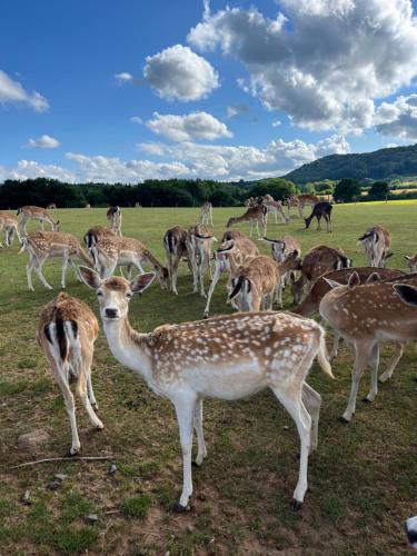 a herd of deer standing in a field at HirschRaum in Wadern