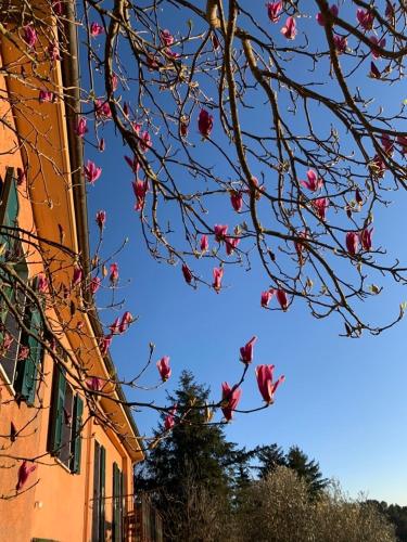 a tree with pink flowers on it next to a building at Basilico Apartment with stunnung views in Scogna Superiore