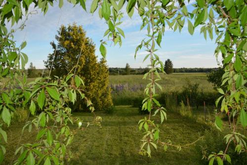 a view of a field through a tree at Viihtyisä pikkukoti Forssassa - Tiny cosy home in Forssa in Forssa