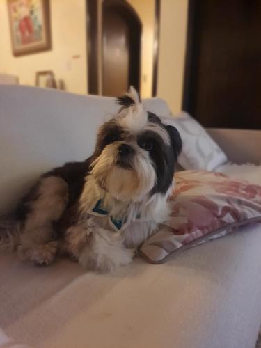 a small dog laying on a bed at Pousada Valle do Sol in Campos do Jordão