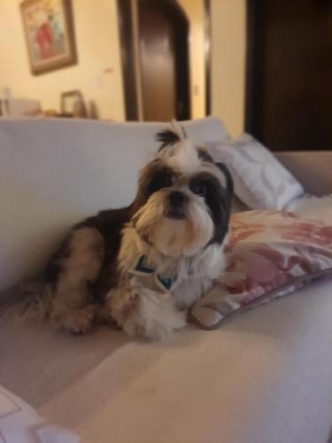 a small dog laying on a bed at Pousada Valle do Sol in Campos do Jordão