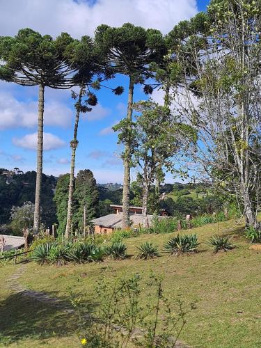 a group of three palm trees in a field at Chalés Valle do Sol in Campos do Jordão