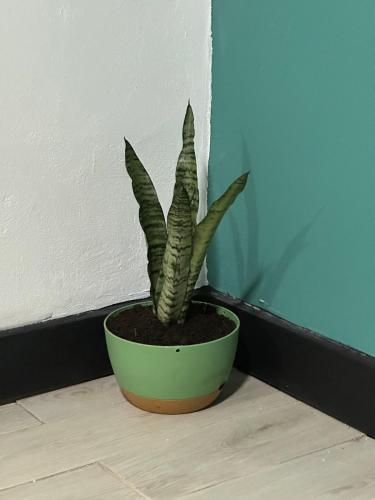 a plant in a green pot sitting on a floor at En-suite Paraiso #1 in Parrita
