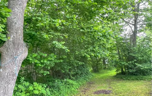 a path through a wooded area with a tree at 1 Bedroom Gorgeous Home In Romakloster in Romakloster