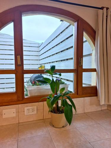 a plant in a pot in front of a window at Departamento Mamá Inés in Esquel
