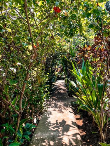 a path through a garden with trees and plants at Selvática in Gili Air