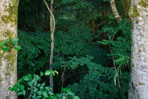 a forest filled with trees and green plants at 高尾山すぐ貸切villa都心から70分自然豊か貸切サウナ道志ツーリングBBQ焚火花火日本庭園 in Sagamihara