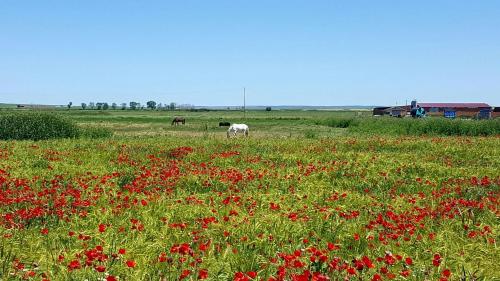 two horses grazing in a field of red flowers at Hostal Athlanta in Villalpando